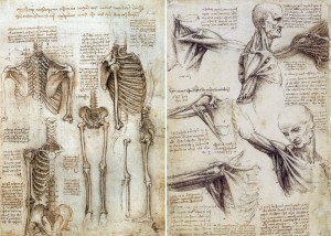 anatomy-of-human-body-da-vinci
