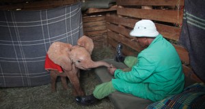 zDavid-Sheldrick-Centre-Nairobi