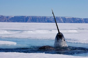 xnarwhal-pictures