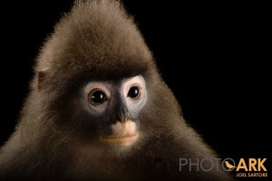 All from the Endangered Primate Rescue Center in Cuc Phoung National Park, Vietnam. Shown is "Heidi", a grey langur (Trachypithecus crepusculus) that's an endangered primate in Vietnam. She is 15 years old.? Helping today was Tilo Nadler, the director of the center. Also Elke Schwierz, head animal keeper e.schwierz@web.de Main contact is: Tilo Nadler Director ENDANGERED PRIMATE RESCUE CENTER IUCN/SSC Primate Specialist Group IUCN/SSC Reintroduction Specialist Group Cuc Phuong National Park Nho Quan District / Ninh Binh Province Vietnam Tel.: +84 303848002 e-mail: t.nadler@hust.edu.vn