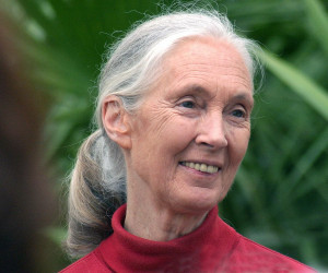 jane-goodall-3